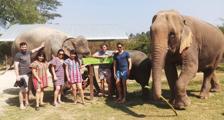 elephant hug treatment chiang mai tours