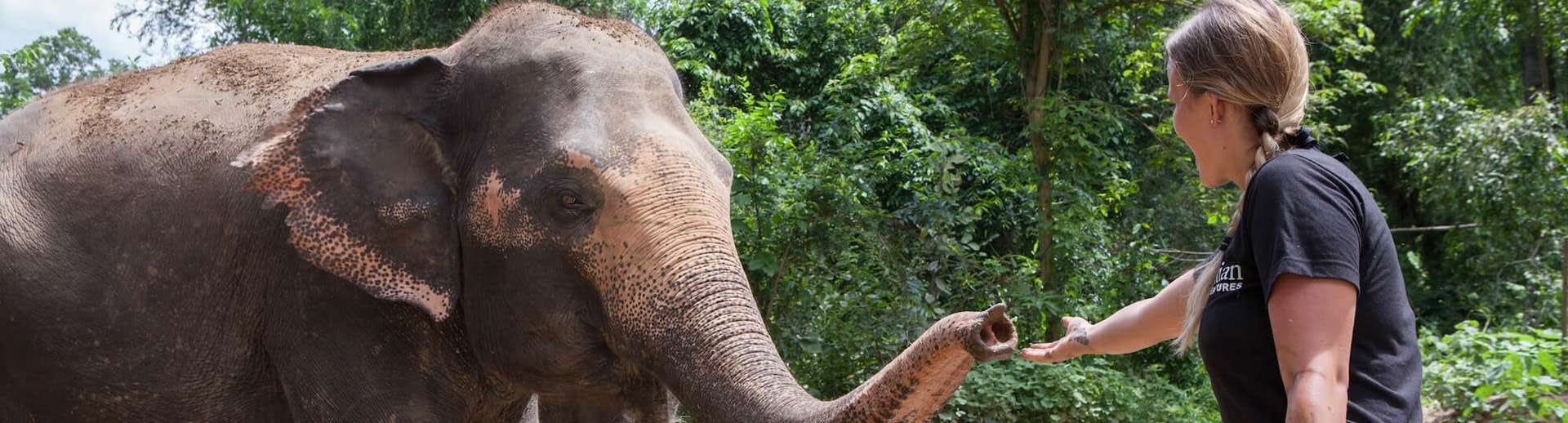 elephant retirement park tours