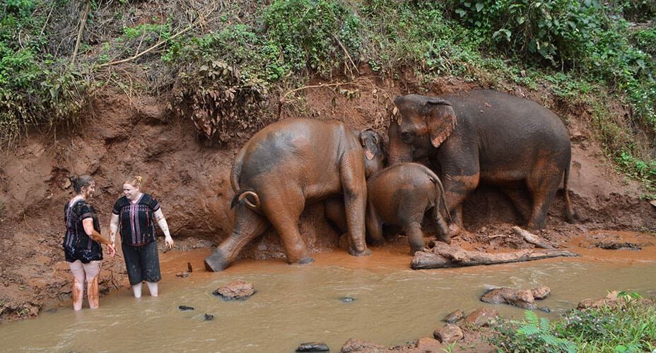 elephant bathing chiang mai excursion