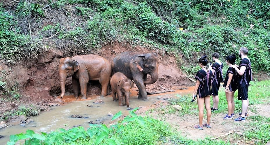 elephant care at toto elephant sanctuary