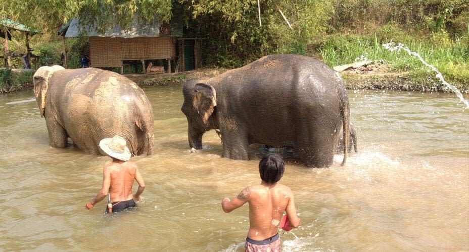 chiang mai elephant retirement park