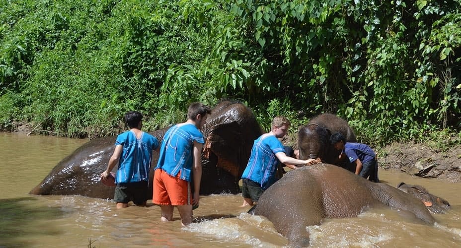 elephant bathing chiang mai